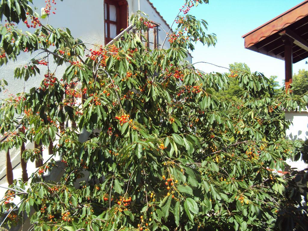 Amfora Guest House Byala  Exterior foto